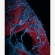 Image for article titled Marvel at 2013's best microscopic photography